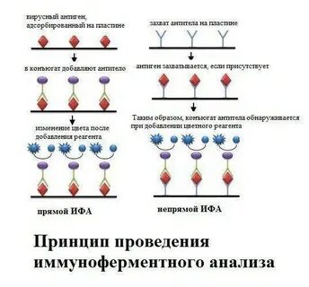 Что такое антитела ифа