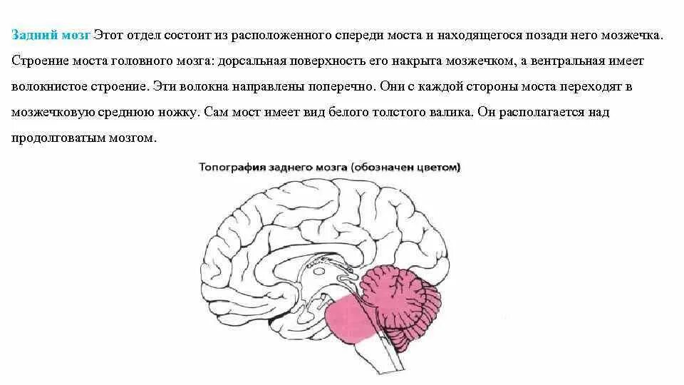 Задний мозг. Задний мозг состоит. Собственно задний мозг. Где расположен задний мозг. Задний отдел головного мозга состоит