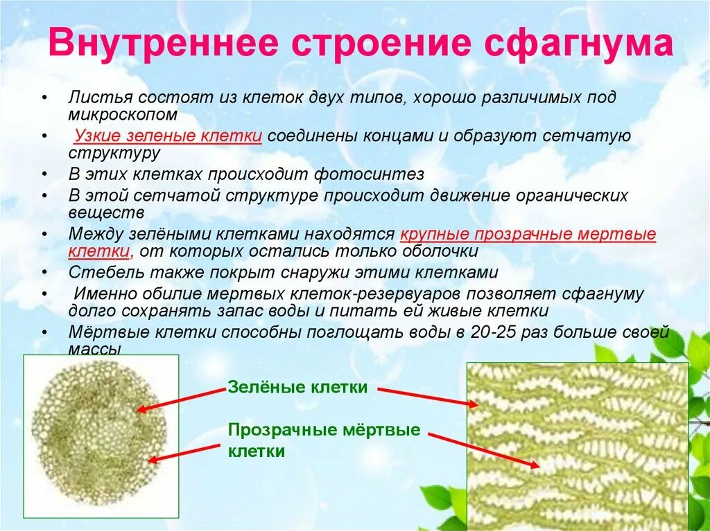 Мох сфагнум строение клетки. Особенности строения клеток сфагнума. Строение листа мха сфагнума. Строение клетки листьев сфагнума. Мхи имеют органы ткани