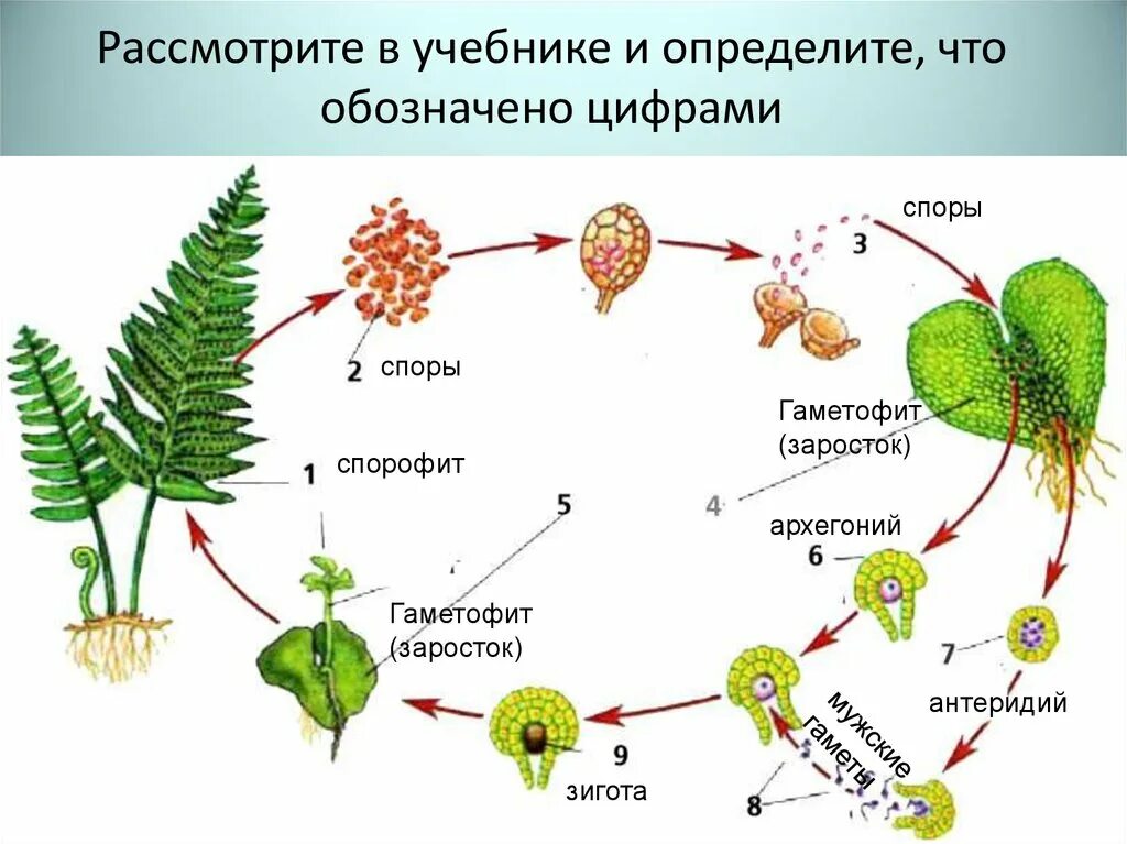 Функция гаметофита папоротников. Эволюция споровых растений схема. Схема развития споровых растений. Гаметофит плауна. Гаметофит и спорофит.