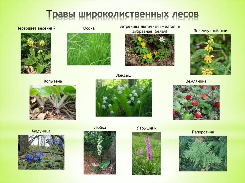 Растения живущие в россии. Лесные травы. Растения леса. Травянистые растения леса. Растения леса названия.