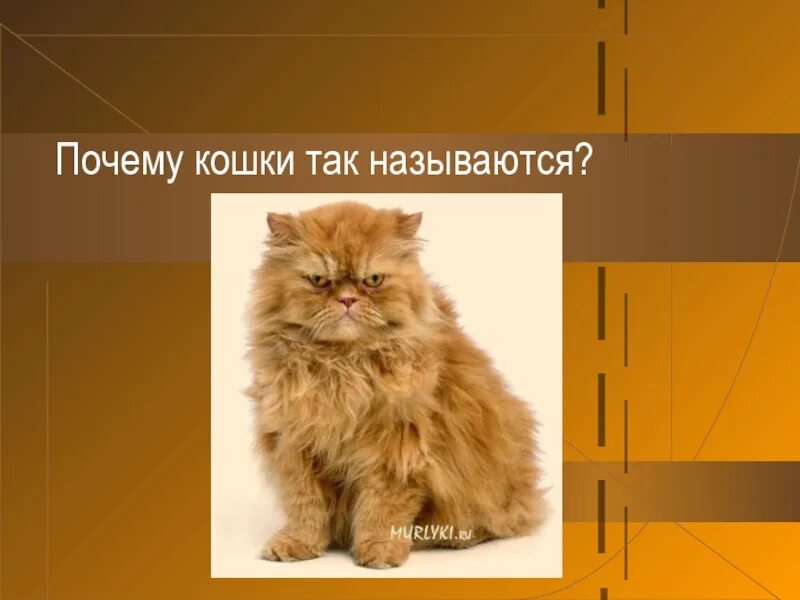 Почему это так называется кошка. Кошки для презентаций разные. Почему кота назвали котом. Презентация какие кошки бывают. Почему кошку зовут кошку