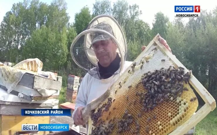 Пчеловоды новосибирска. Пчеловоды новосибирска пасека ереме. пасека ковалевых новосибирск.