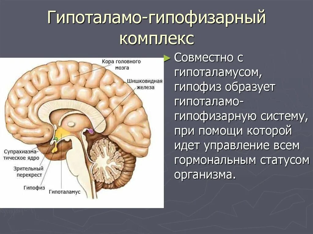 Гормоны вырабатываемые мозгом