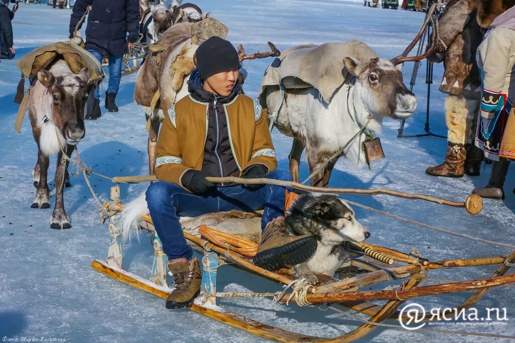 Оленеводы якутии. Эвенки оленеводы. Якуты оленеводы. Оленеводство в Якутии.