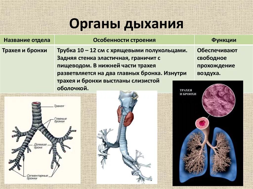 Функции трахеи