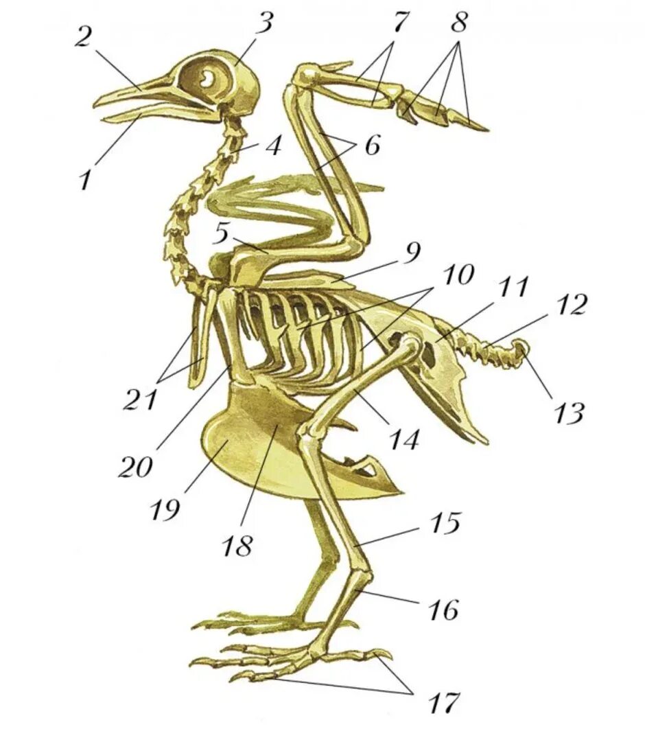 Отделы скелета сизого голубя. Строение скелета сизого голубя. Скелет птицы биология 8 класс. Скелет птицы биология 7 класс.