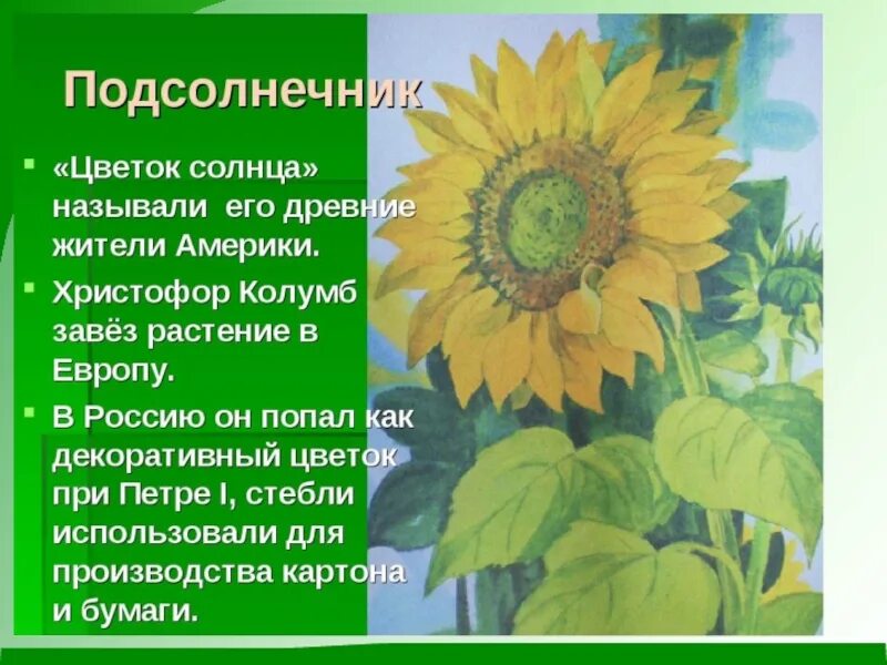 Рассказать о подсолнухе. Подсолнухи для презентации. Сообщение о подсолнечнике. Легенда о подсолнухе.