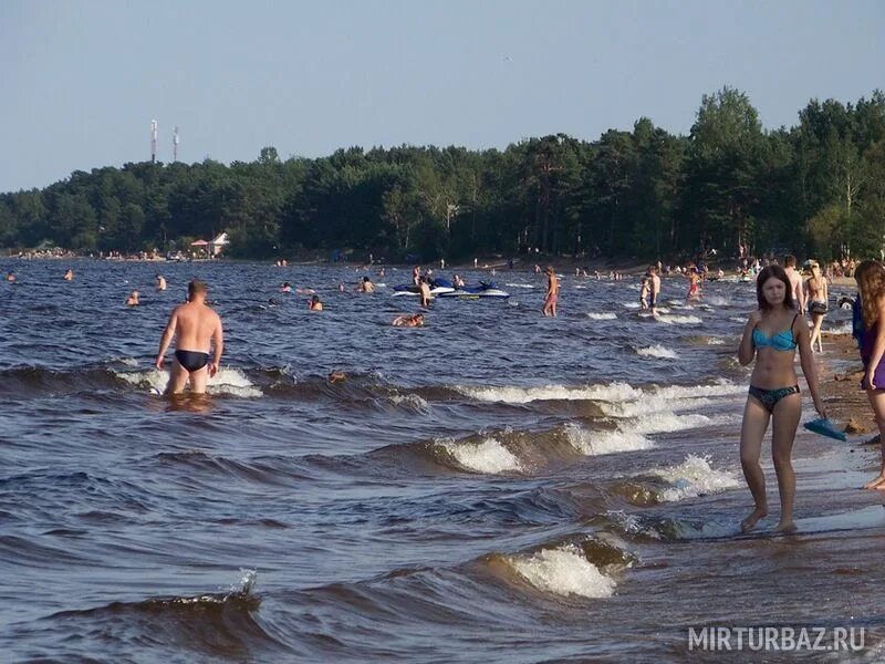 По Приозерскому району. Золотые пляжи Ладожского озера. Мыс Большекаменный.: poh