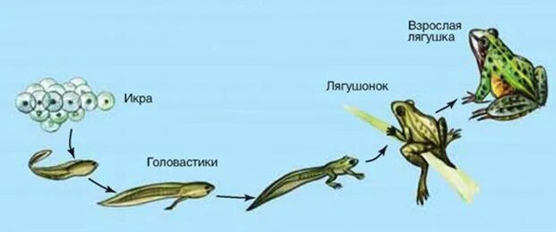 Развитие головастика земноводных. Стадии развития головастика лягушки. Схема стадии развития головастиков лягушек. Цикл развития земноводных схема. Стадии развития лягушки из икринки.