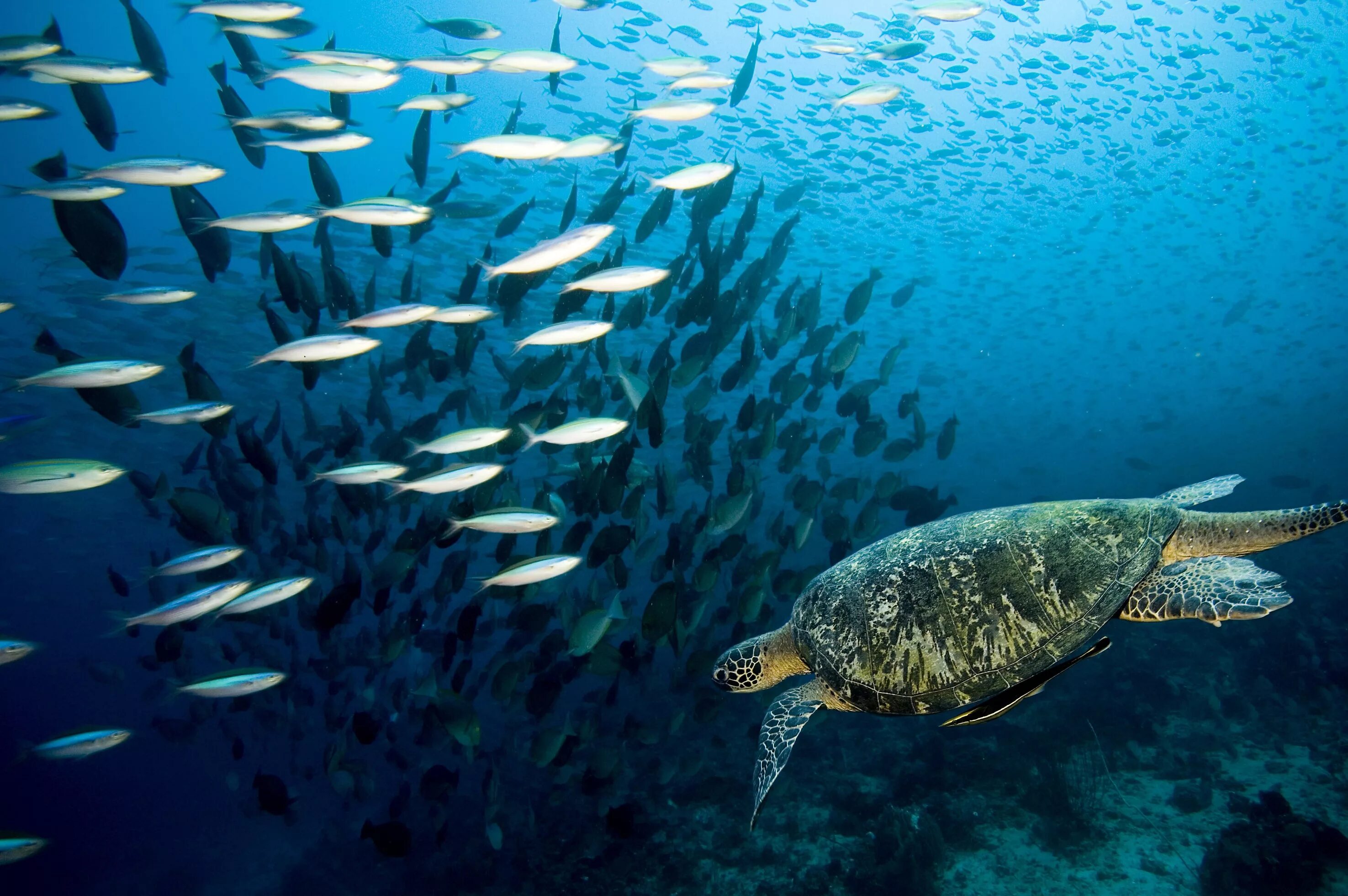 Нектон рыбы. Нектон черепахи. Рыбы в океане. Обитатели мирового океана. Про рыб океана
