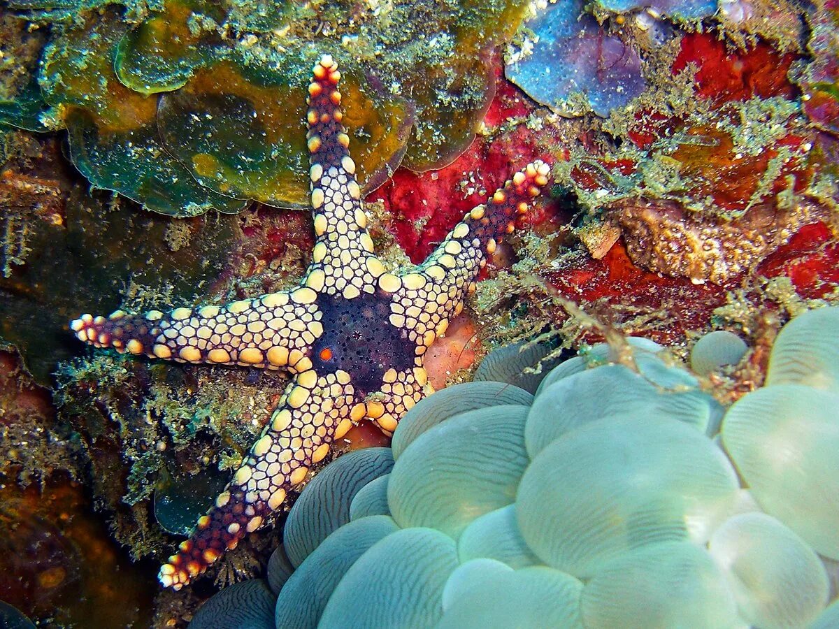 Морская звезда Lunckia Columbiae. Морская звезда и кораллы. Морской мир. Морское дно с морской звездой.