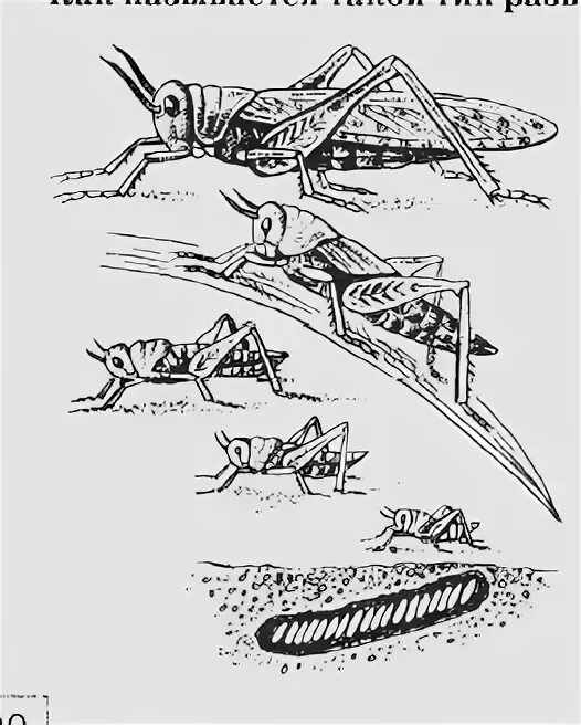 Саранча без метаморфоза. Развитие с неполным превращением у саранчи. Схема развития саранчи. Цикл развития саранчи. Цикл развития саранчи схема.