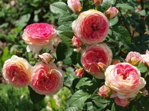 Rose 'Rosomane Janon' Beautiful flowers, Amazing flowers, Flowers