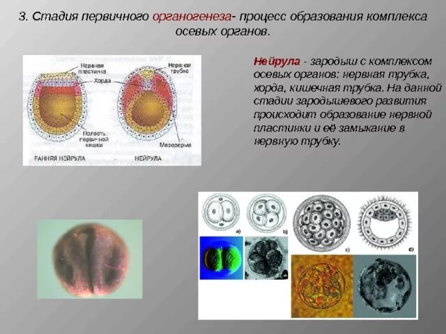 Что образуется в ходе органогенеза. Зародыш с осевым комплексом органов. образование комплекса осевых органов зародыша. стадия первичного органогенеза. стадии органогенеза.