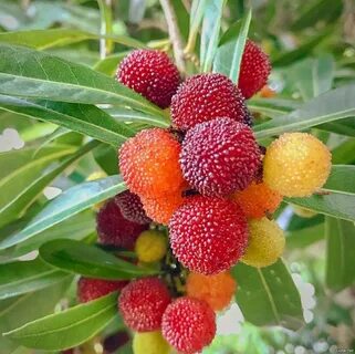 Bayberry