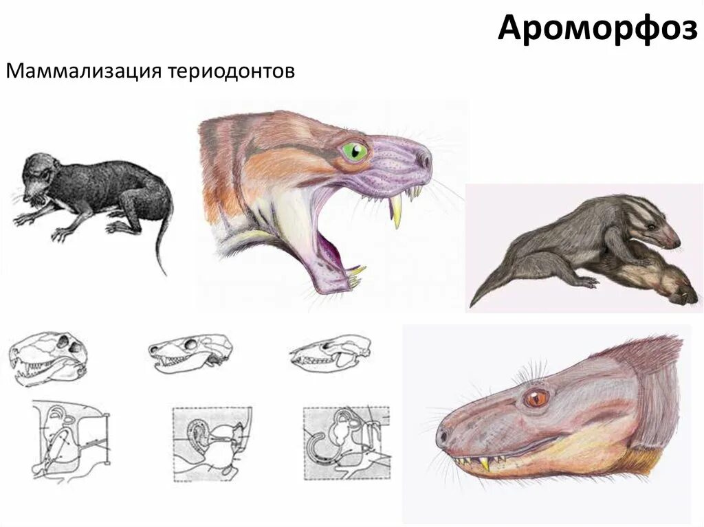 Зверозубый ящер описание. Маммализация териодонтов. Виды зверозубые рептилии. Зверозубые рептилии ароморфозы. Зверозубый ящер.