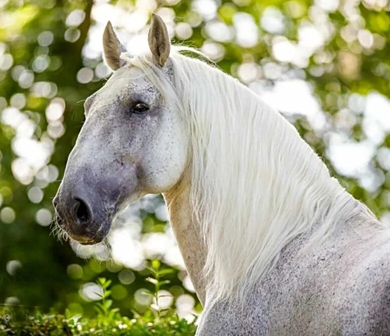 Кладрубская лошадь. Кладрубская лошадь серая. Кладрубская лошадь белая. Лошадь породы кладруб. Кладрубская порода лошадей белая.