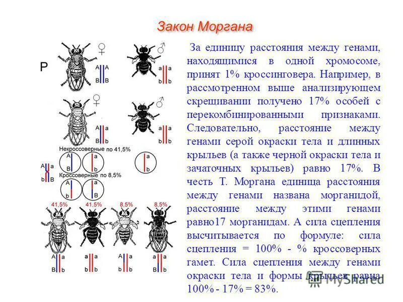 Скрестили дигетерозиготных самцов мух. Хромосомная теория т Моргана. 1. Хромосомная теория наследственности.. Хромосомная теория наследственности генетика пола 9 класс. Хромосомная теория Томаса Моргана.
