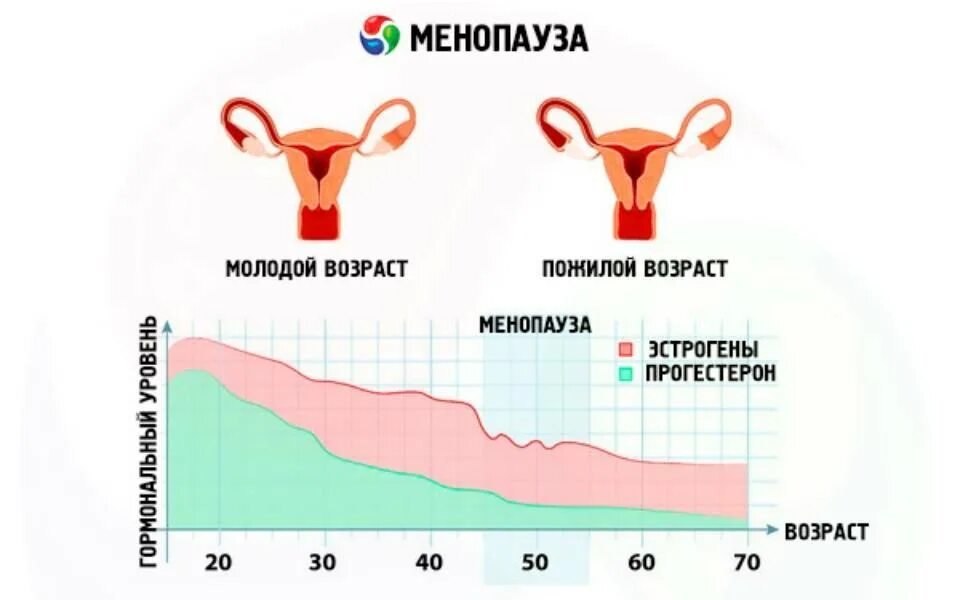 Цикл у женщин. Менопаузальный Возраст у женщин. Гормональные изменения. Матка в климактерическом периоде у женщин. Можно забеременеть без окончания