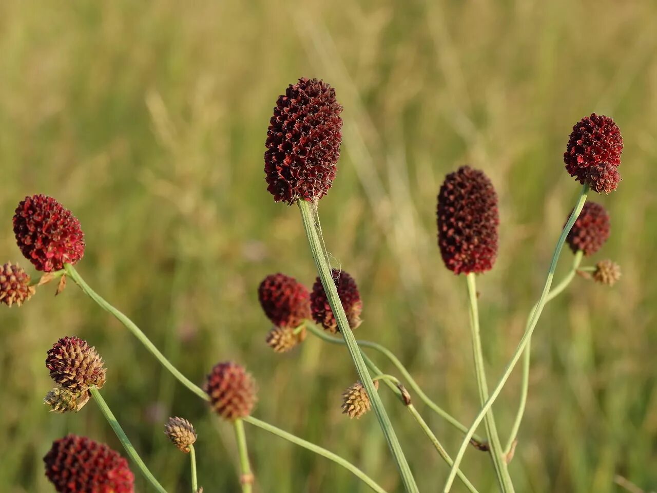 Кровохлебка ситхинская. Кровохлебка Sanguisorba. Кровохлебка лекарственная (Sanguisorba officinalis). Кровохлебка лекарственная (Sanguisorba officinalis `Tanna`).