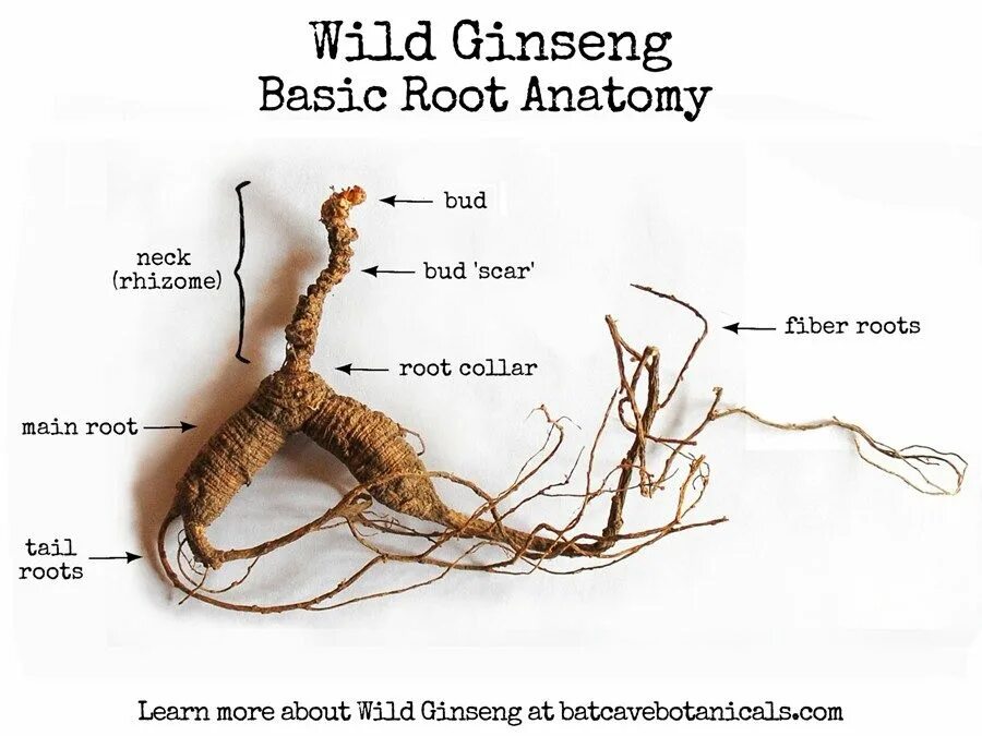 Ginseng root. Ризома корневище. Wild Ginseng. Корень женьшеня.