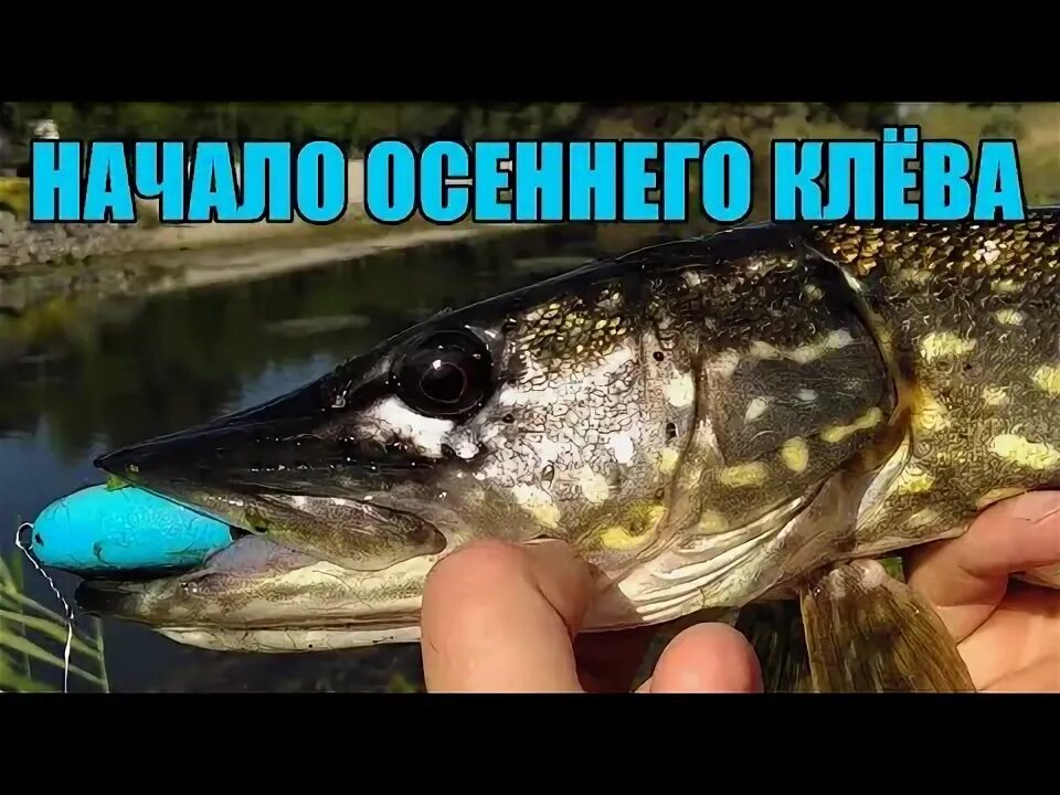 Щучий жор. Жор щуки. Силикон на щуку в октябре. Щука осенний жор. Ловля щуки на блесну река воронеж рамонь.