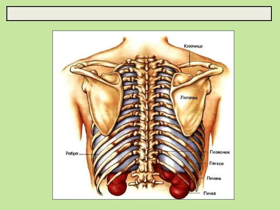 Болит спина ниже ребер. Ребра со стороны спины. Грудная клетка с лопатками.