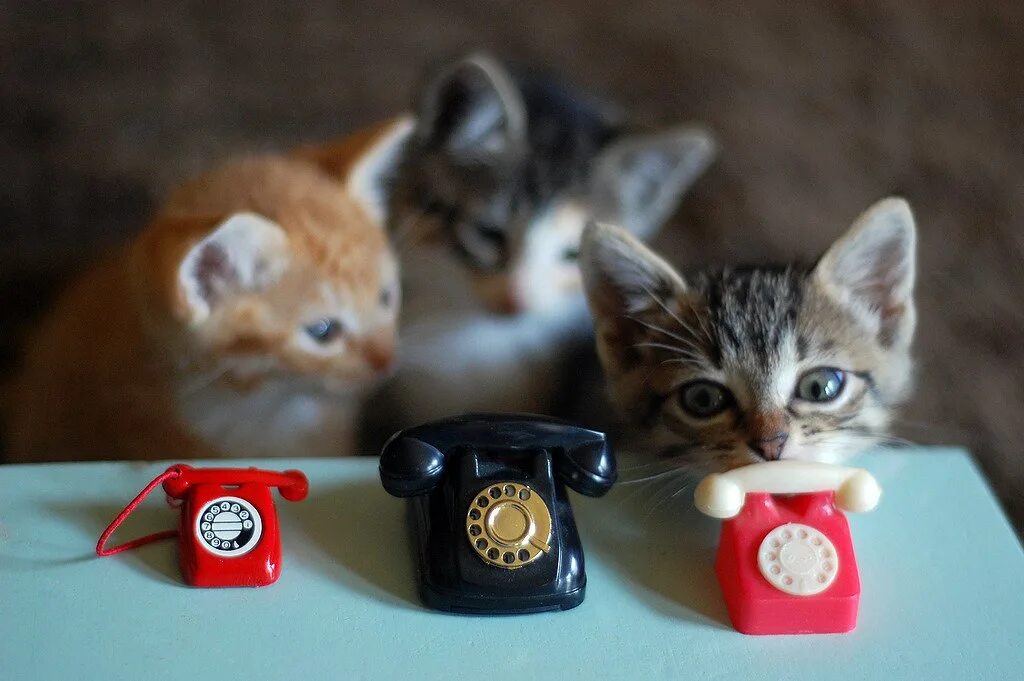 Кому нибудь звонили. Котенок с телефоном. Котик с телефонной трубкой. Кошка с мобильником. Кот КС телефонной трубкой.