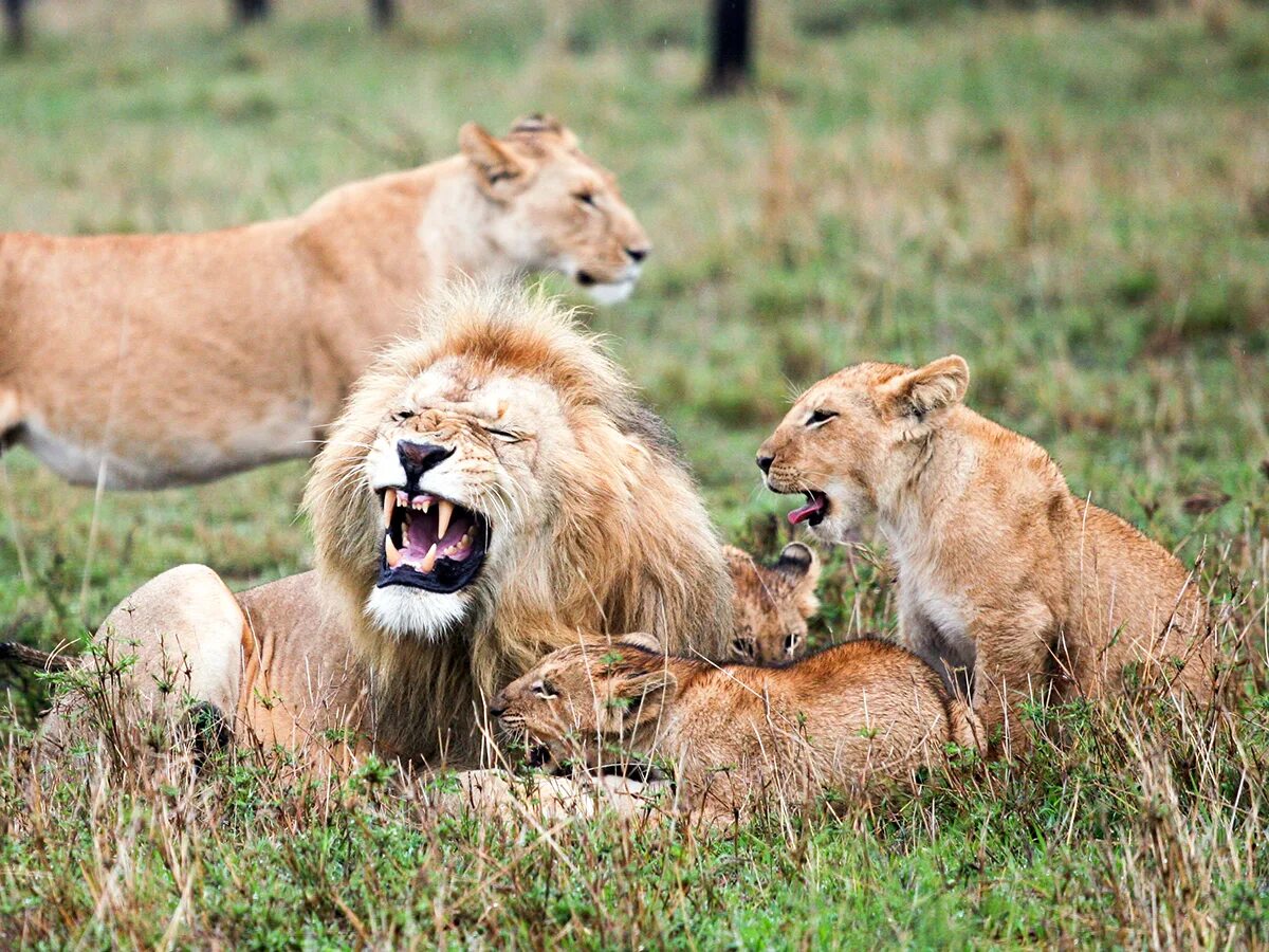 Животное 21. Серию про животных. Серию про животных. Серию про животных. Животное 21.