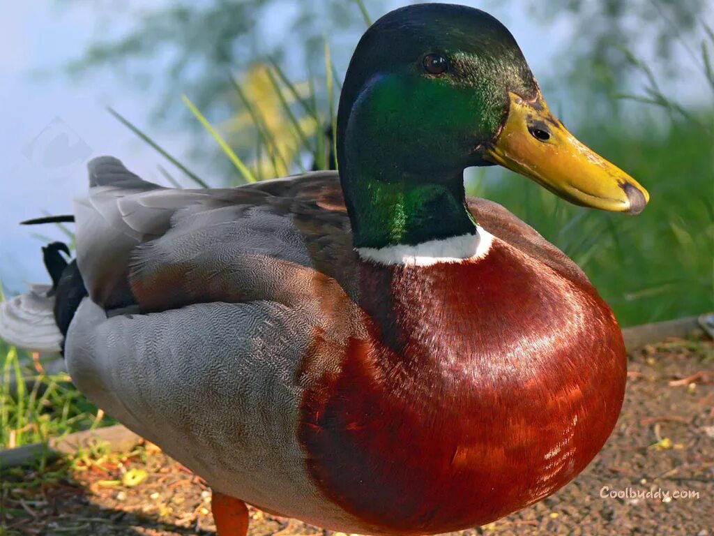 Утка кряква белая. Утка мандаринка самец. Утка кряква самец. Duck 1. Утка кряква гусь.