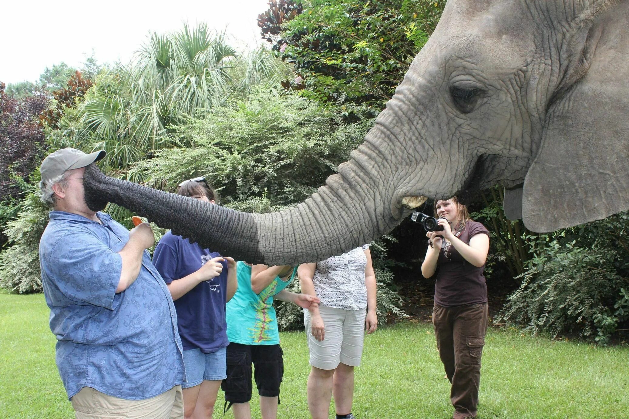 Покажи самый классный. Поцелуй слона. Смешные картинки. Смешные люди и животные.