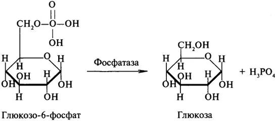 Фосфатаза биохимия. Кислая фосфатаза катализируемая реакция. Кислая фосфатаза пример реакции. Щелочная фосфатаза схема реакции. Реакция щелочной фосфатазы.