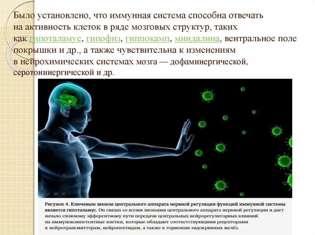 Иммунные часы. Нервная эндокринная и иммунная системы. Иммунитет и иммунная система. Нервная система иммунитет. Активность иммунной системы.