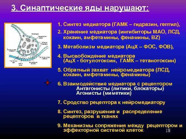Синтез медиатора осуществляется. Блокаторы синаптической передачи. гамк нейромедиатор синтез. ингибиторы гамк. блокаторы синапсов.