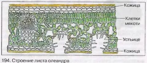 Строение листа комнатного растения