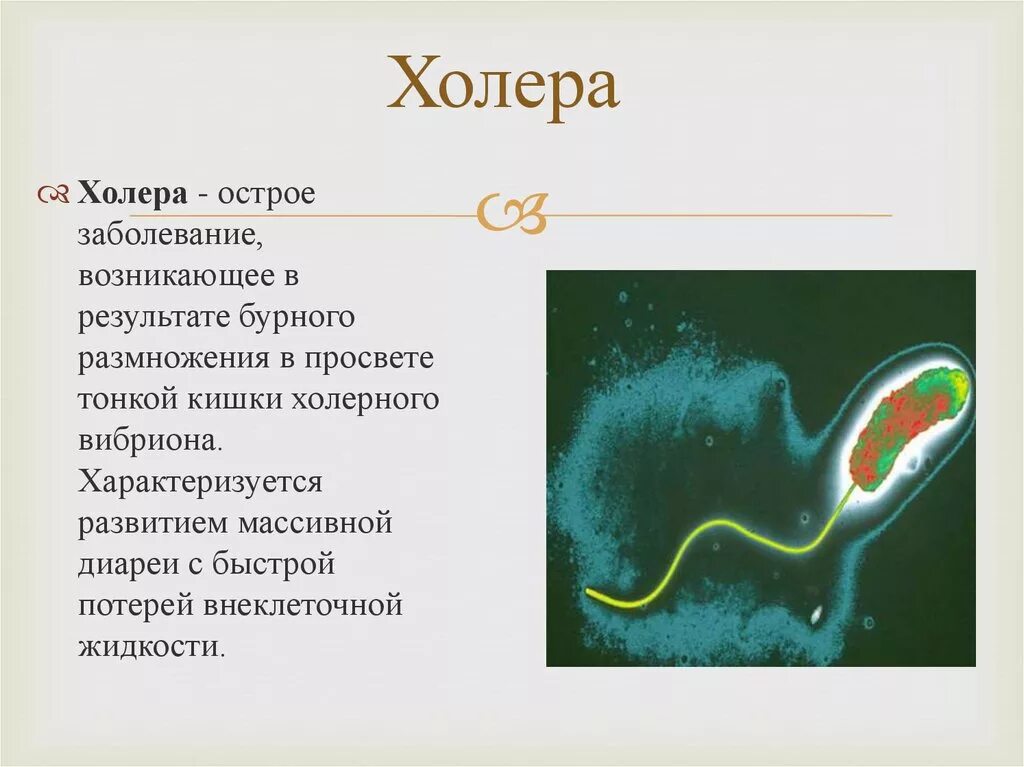 Холера симптомы причины болезни и как передается. Холерный вибрион заражение. причины болезни холерный вибрион. холера описание болезни.