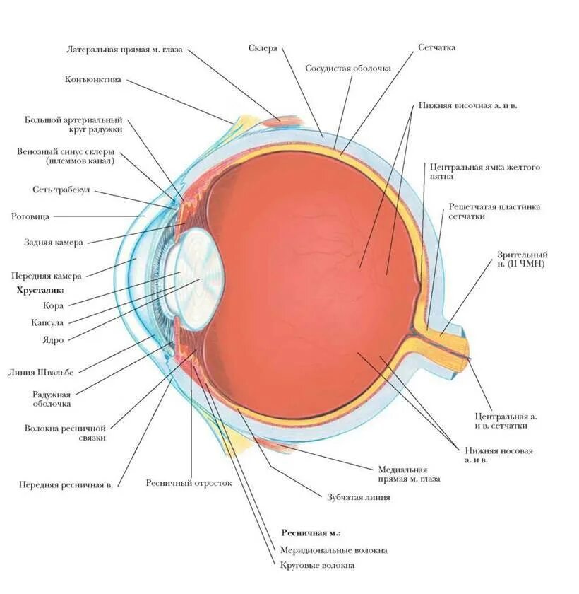 Строение глаза с обозначениями. Строение глаза сбоку. Орган зрения строение глаза. Анатомические структуры органа зрения анатомия. Строение глаза анатомия Сапин.