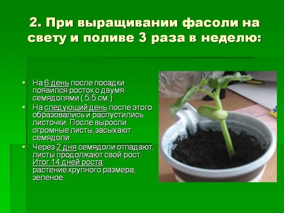 Можно ли сажать фасоль после фасоли. Проект выращивание фасоли. условия прорастания фасоли. как прорастает фасоль. проект выращивание растений в домашних условиях.