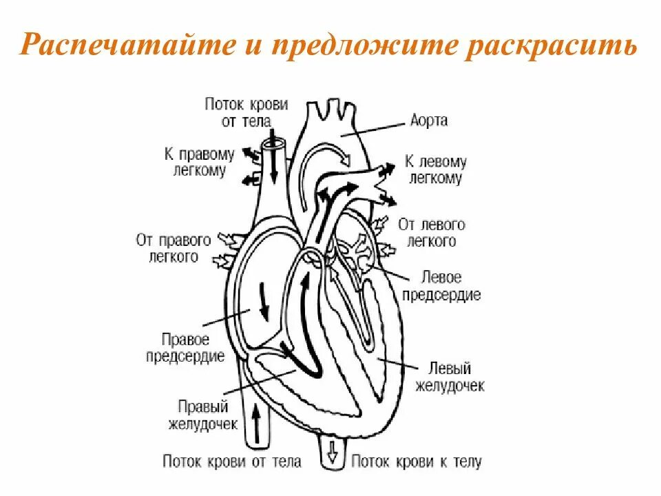 Обозначьте рисунок строение сердца. Сердце схема строения анатомия. Строение сердца человека схема. Строение сердца человека с подписями. Строение сердца с сосудами схема.