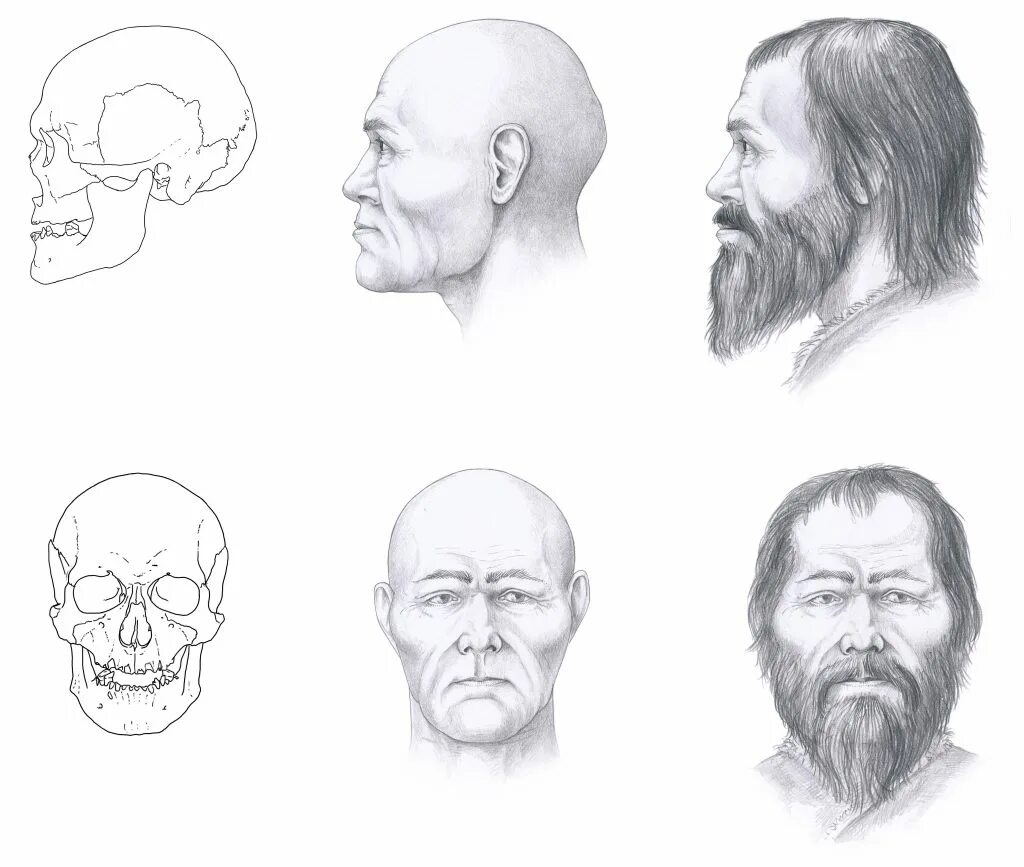 Облик. Саки реконструкция по черепу. Антропологическая реконструкция срубной культуры. Антропология реконструкция.