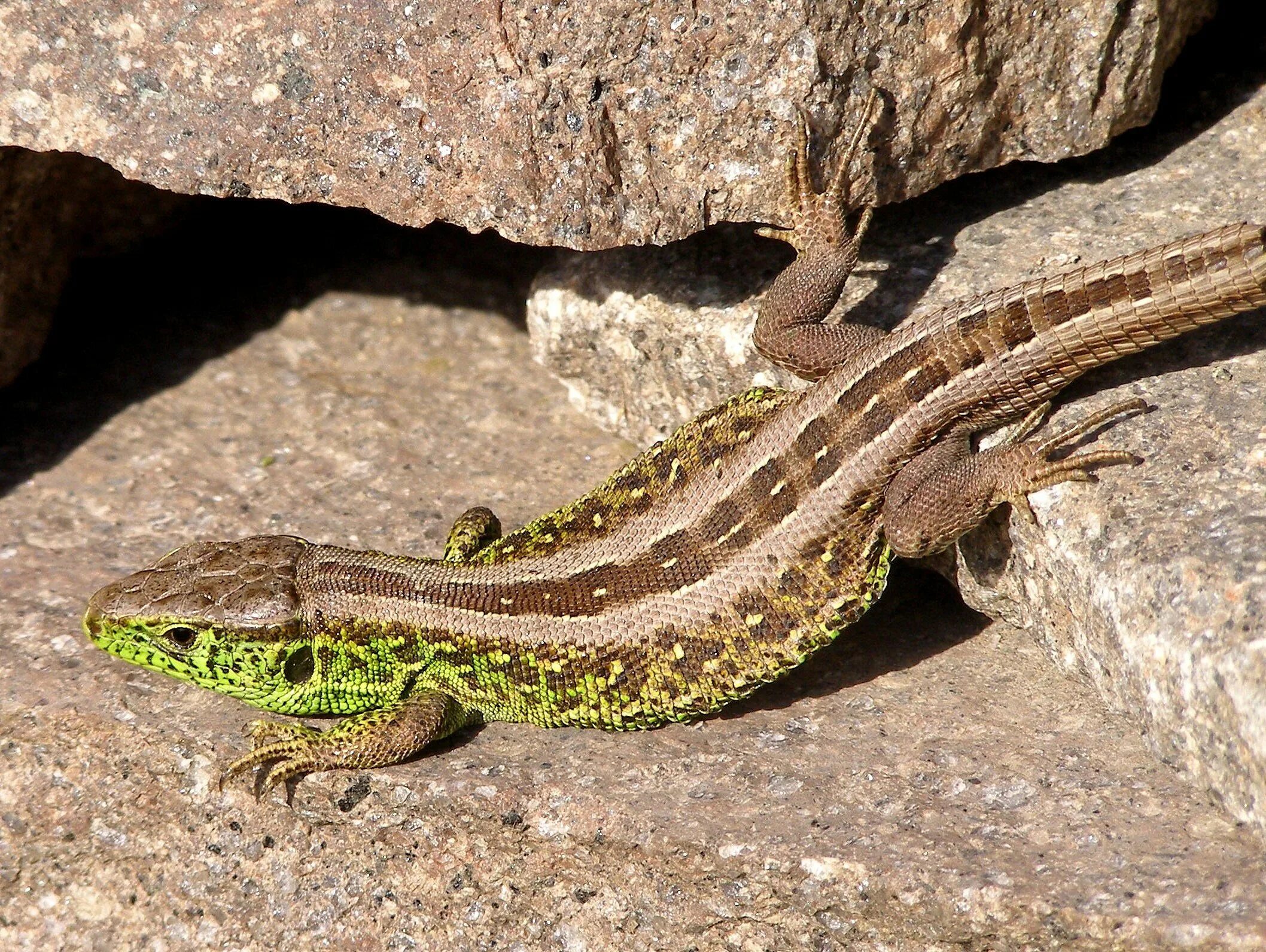 Признаки ящерицы прыткой. Прыткая ящерица ящерица. Самец Lacerta Agilis. Ящерица обыкновенная прыткая. Ящерица прыткая горнокрымская.