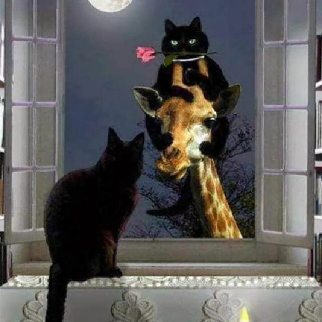 Вечера с котиком 1. Вечера доброго и уютного кот. кот вечером. кот март вечер. вечера с кошкой.