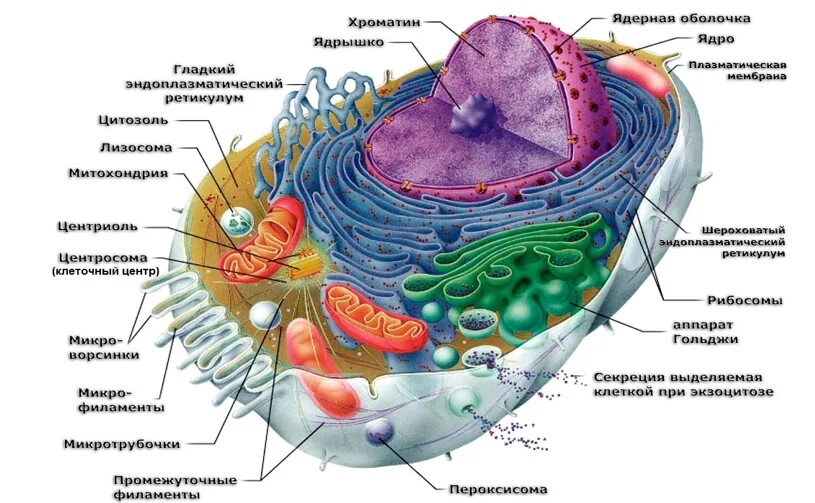 структура животной клетки 5 класс биология. клетка живая система. клетка живого организма. клетки живых организмов 5 класс. растительная животная грибная и бактериальная клетки.