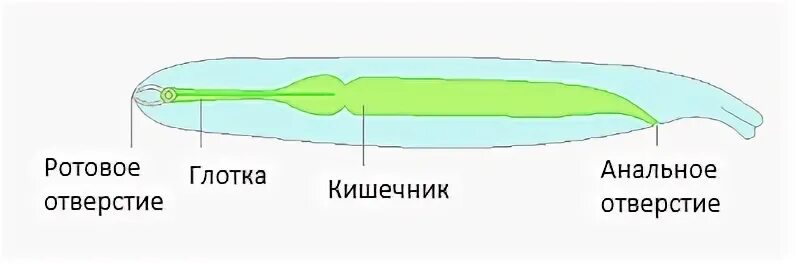 У круглых червей отсутствует система
