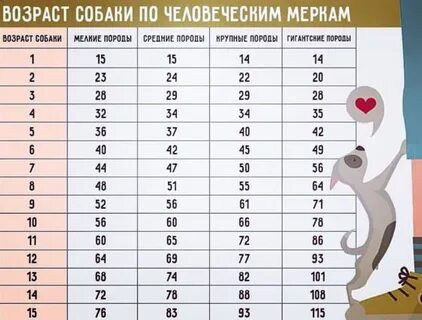 2 года по собачьи это сколько