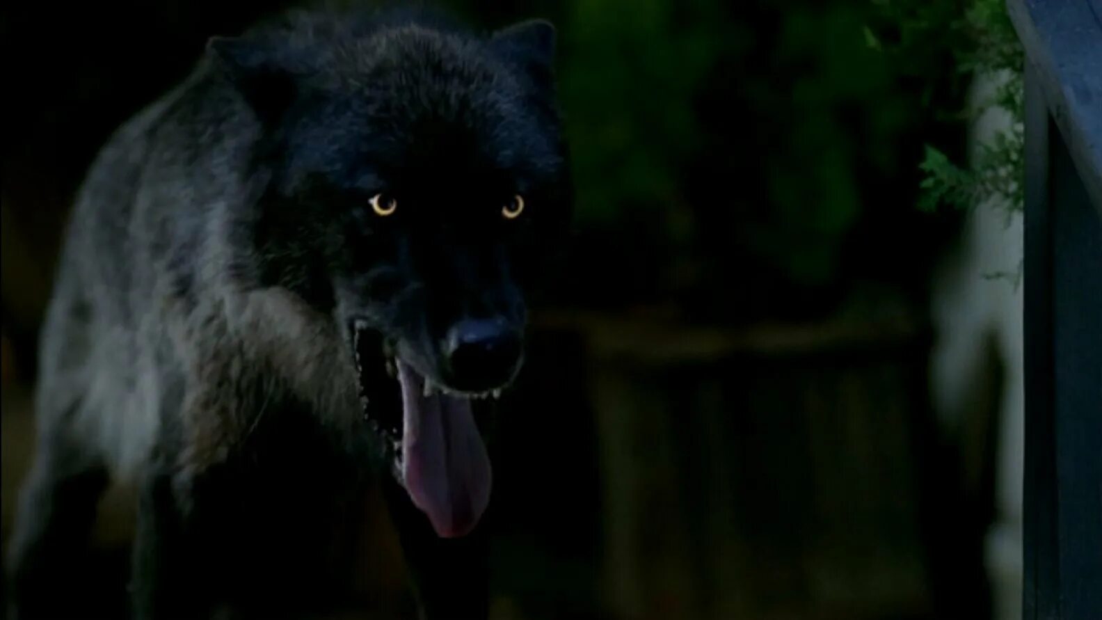 Как стать оборотнем заклинание. Заклинание чтобы стать волком. Как стать волком перевертышем. Вервольф оборотень превращение. Черный волк из фильмов.