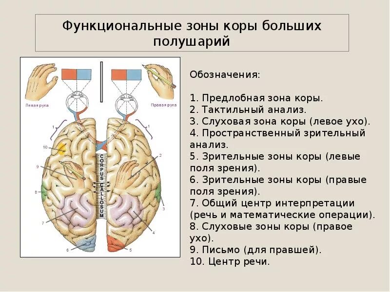 Какие отделы имеют полушария. Структурно-функциональная характеристика коры больших полушарий. Структурно функциональная характеристика коры головного мозга. Структурно-функциональная организация коры большого мозга.. Зоны чувствительности коры головного мозга.