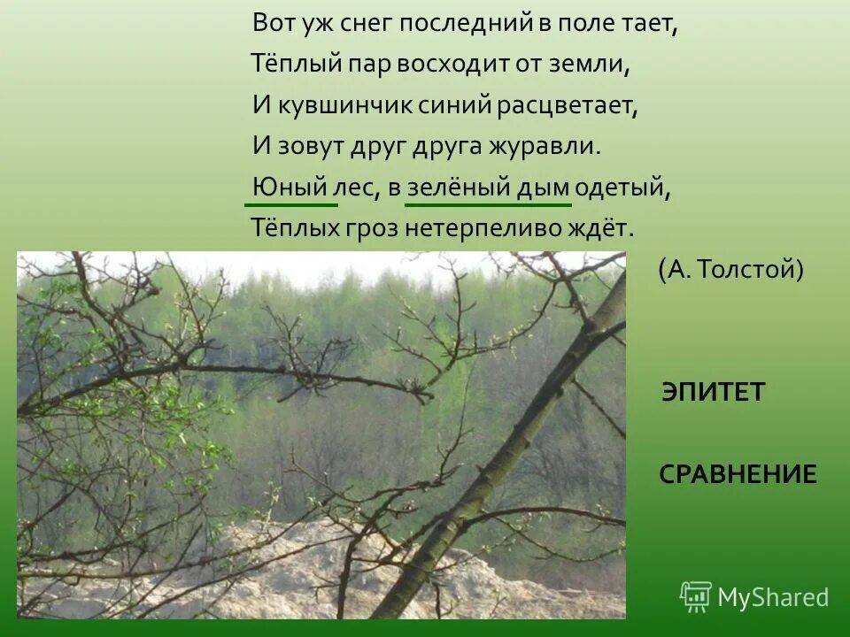 юный лес в зеленый дым одетый. юный лес в зеленый дым одетый. дождь в лесу сквозь солнце. березы панорама. зеленая дымка весеннего леса.