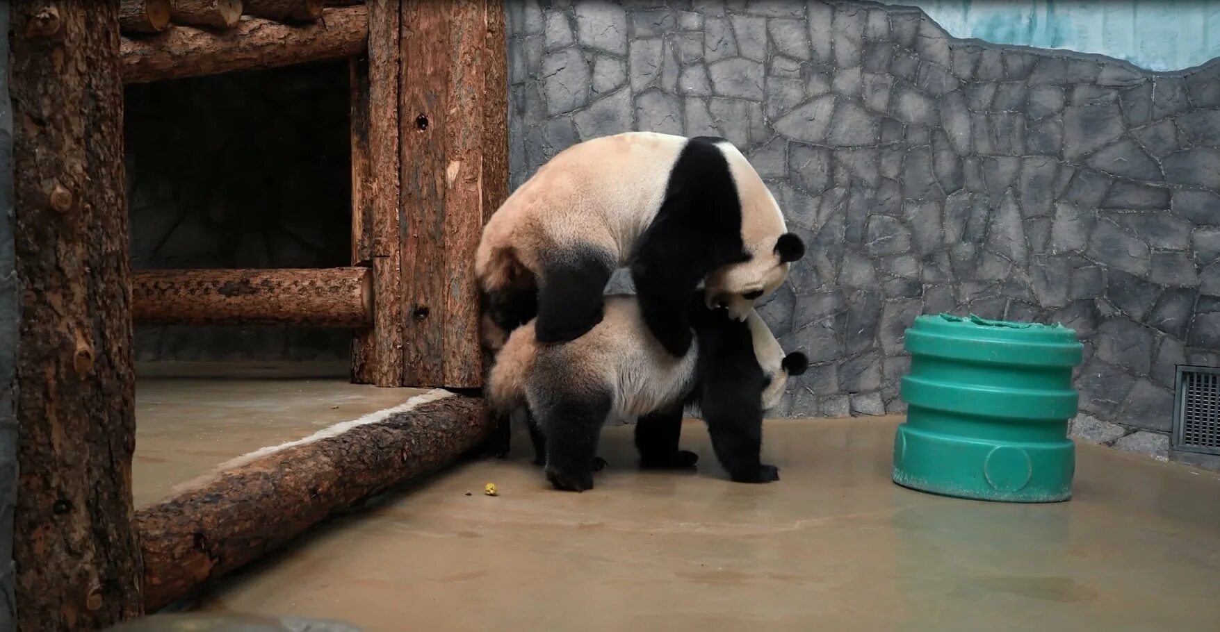 Московская панда с детенышем. Панда жуи в Московском зоопарке. Панда Диндин из Московского зоопарка. Жуи и Диндин в Московском зоопарке. Зоопарк Москва панды жуи.
